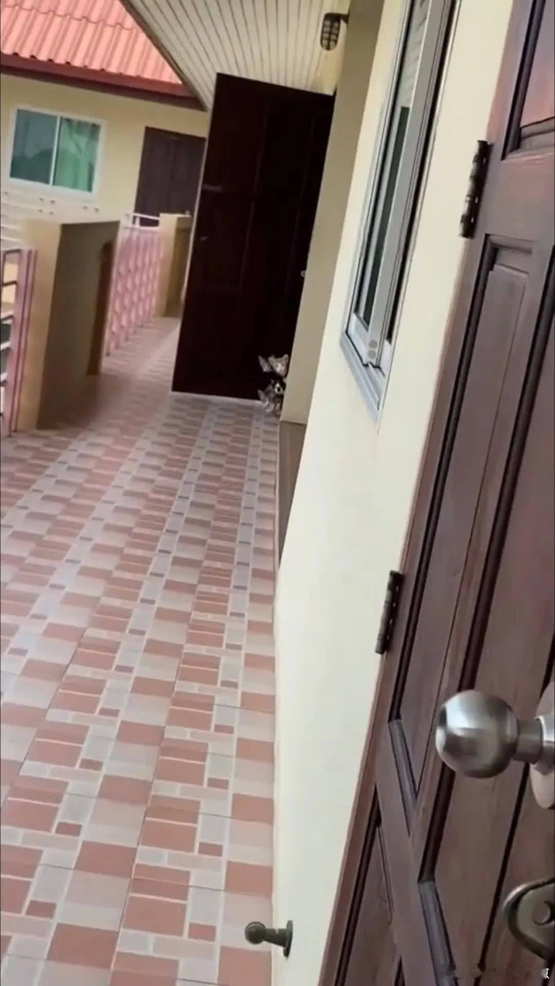 小家伙们齐刷刷在门口看着楼梯口……萌宠宠物