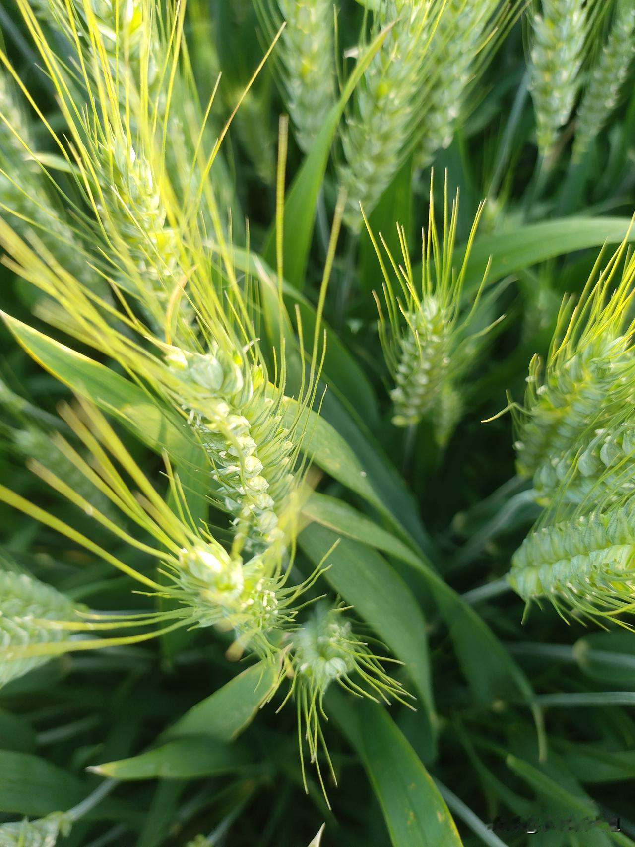 小麦田里，这东西哪来的天天去麦田拔草，顶着大太阳，以前麦田干干净净的，这几年不