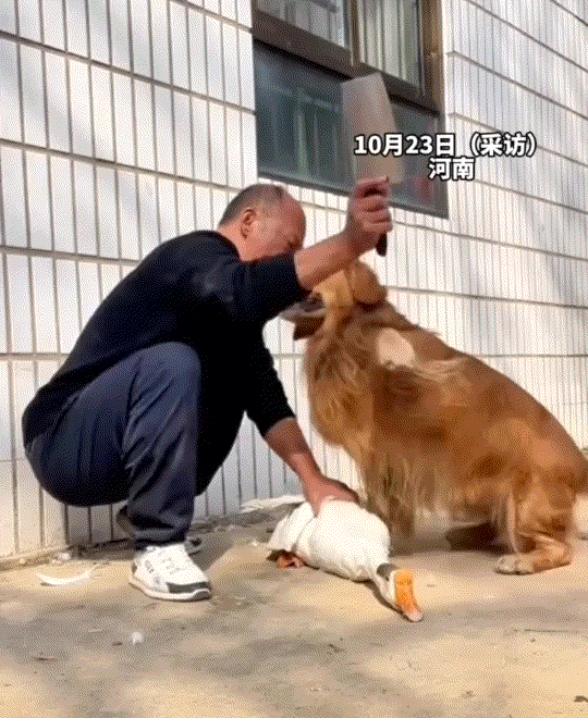 万万没有想到，河南，一男子想杀了自家大鹅炖着吃，结果一旁的狗子看到后，竟立即上前