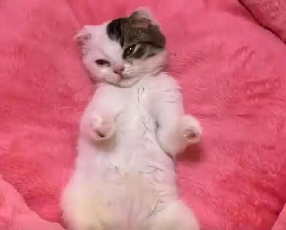 太缺德了2个月大的流浪猫被人剪断了四只脚，丢弃在外面！找到它的时候才发现，不