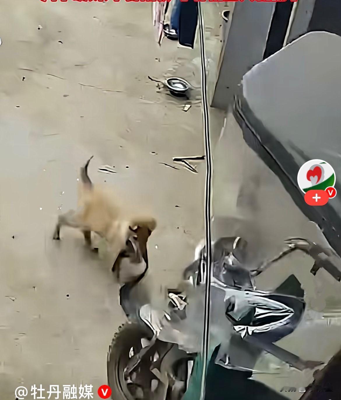 太逗了，近日云南一男子早晨起来就发现他家的狗狂吠不止，也不听话，男子气的把狗打了