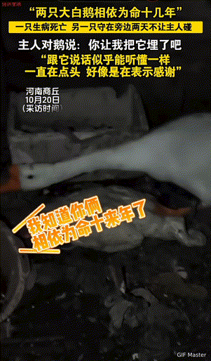 万物皆有灵性！河南，女子养了十几年的大鹅突然生病离世，同伴守护三天不让任何人靠近