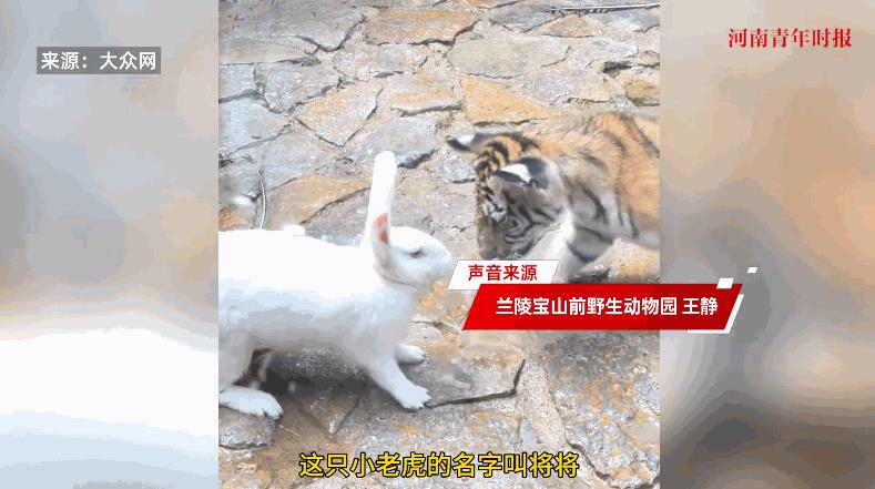 “离了个大谱！”近日，山东临沂，一只刚出生3个月大的东北虎在动物园里，为了给它进
