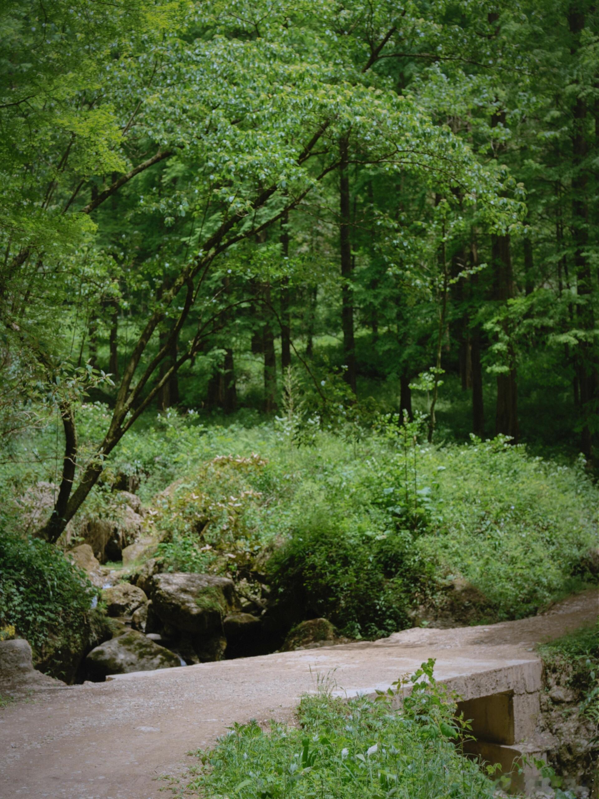 夏日森系徒步🌿闯入25℃的绿野仙踪-都江堰上元古道，成都周边一条经典的徒步路线