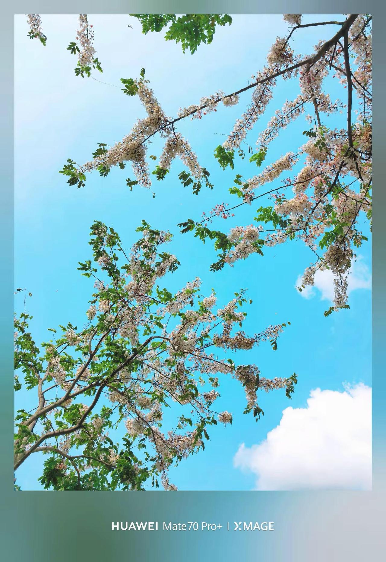 谁说Mate70Pro＋拍照不好看的。升级6.0系统后的mate70pro+影