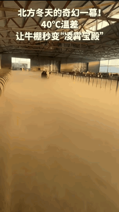内蒙古大姐推门喂牛，直接闯进“仙境”！棚里白茫茫一片，几十头牛忽隐忽现，网友笑称