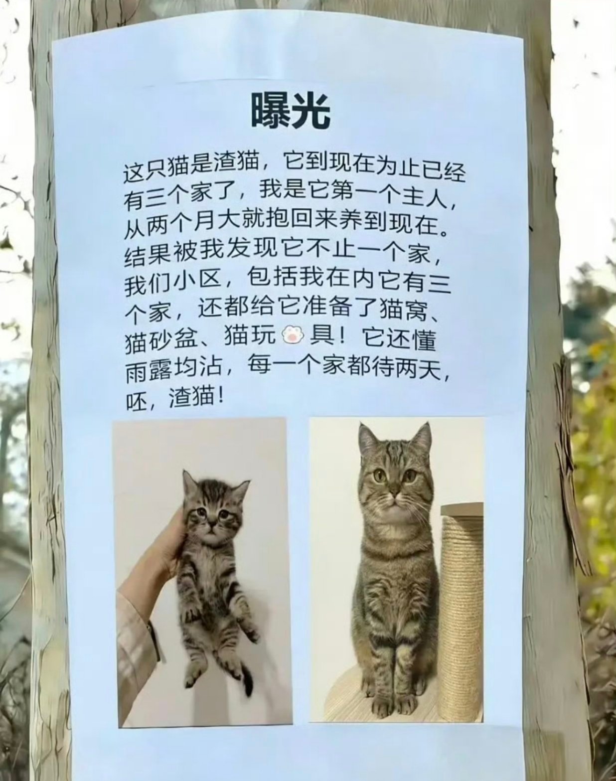 时间管理大喵meme​​​