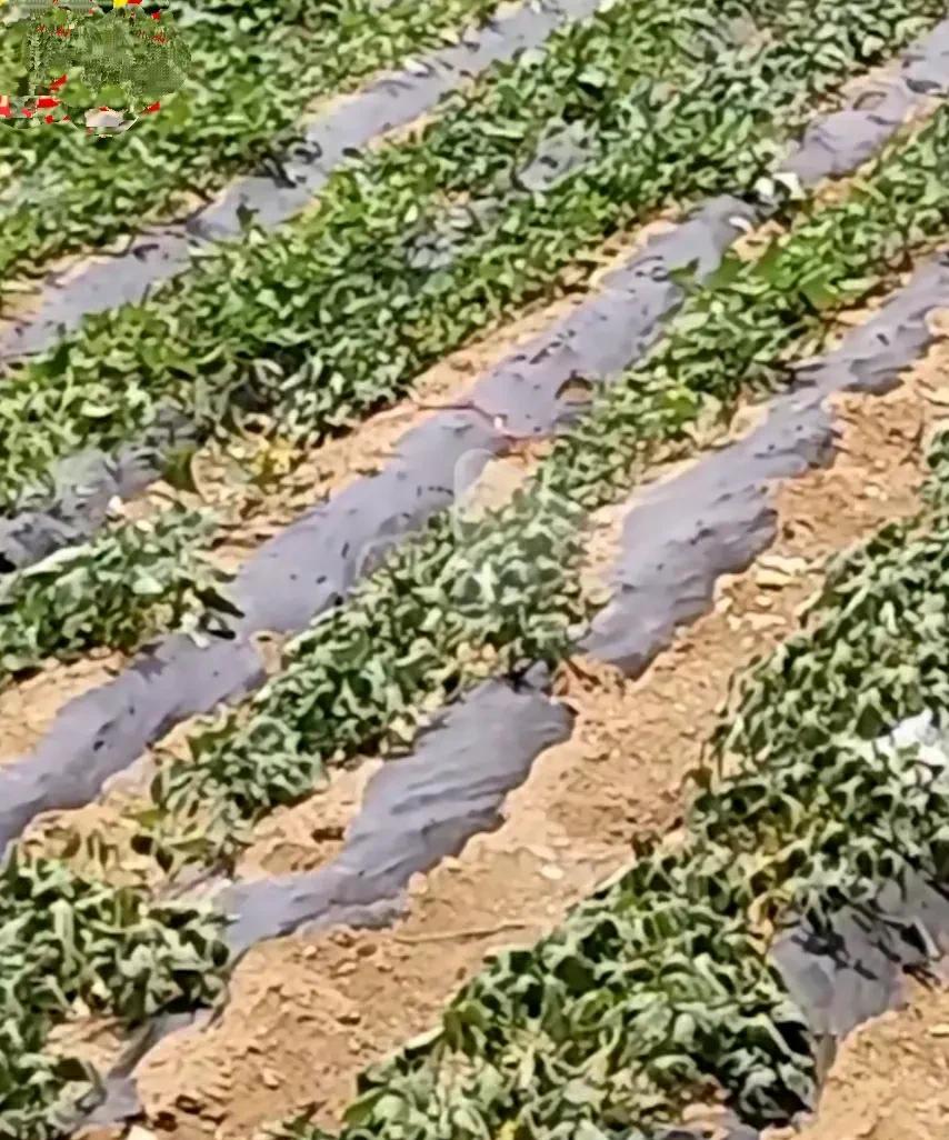 今年天气太旱了，自从种上庄稼，有能力的农民开着三轮摩托车拉水浇苗子，可以缓解一
