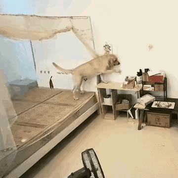 这狗智商挺高，一套动作行云流水这狗成精了啊[笑着哭]