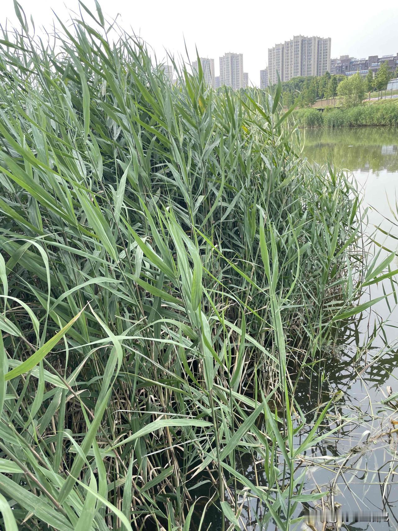 用这种植物叶子包的粽子，你吃过吗？