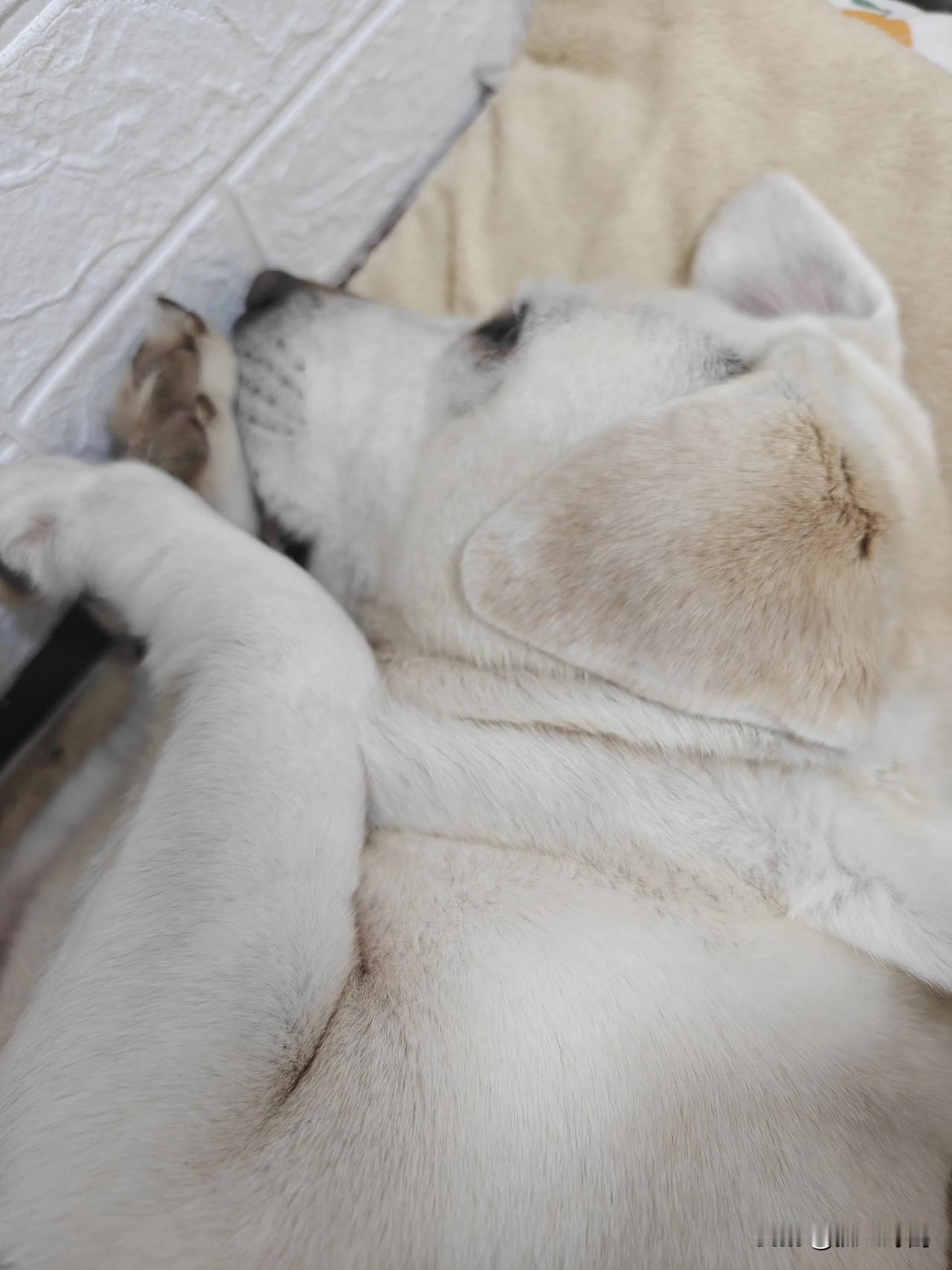 我没养猫咪，但养了一只很乖的拉布拉多，它睡觉的时候特别可爱，会做梦也会打呼噜，呼