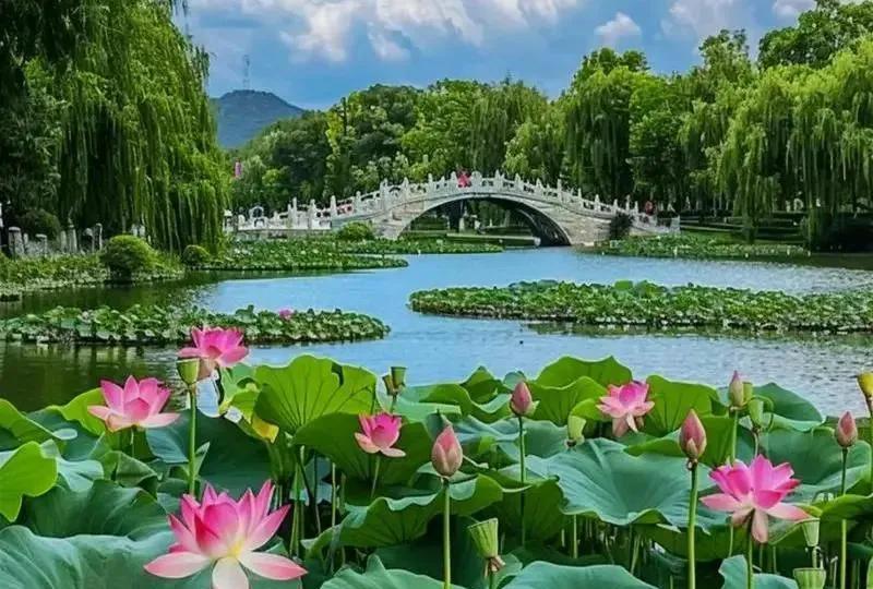 北京圆明园遗址公园荷花盛开当七月的风吹遍京城的大地，京城各大公园荷花盛开。作为