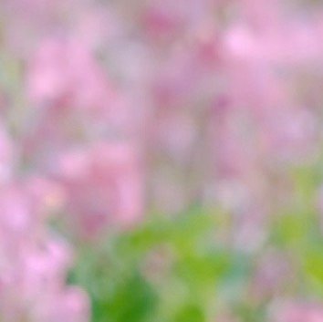 0000香豌豆花种植1、种植时机种植香豌豆花可采用播种法，最佳播种时间为春季的3