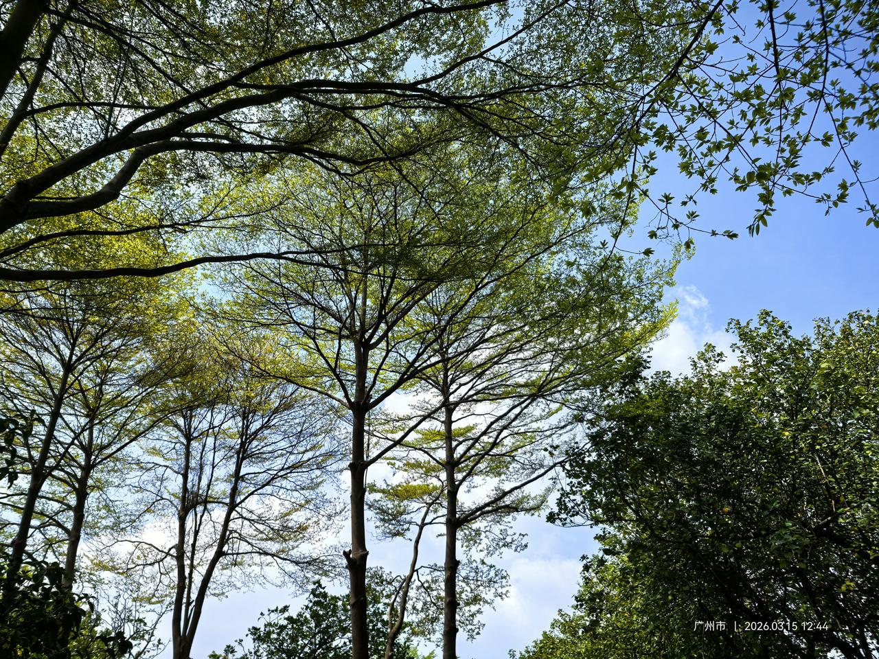 住过广州萝岗之后，我不会再看得上其他任何地方！当春天的暖风拂过萝岗，整座城区