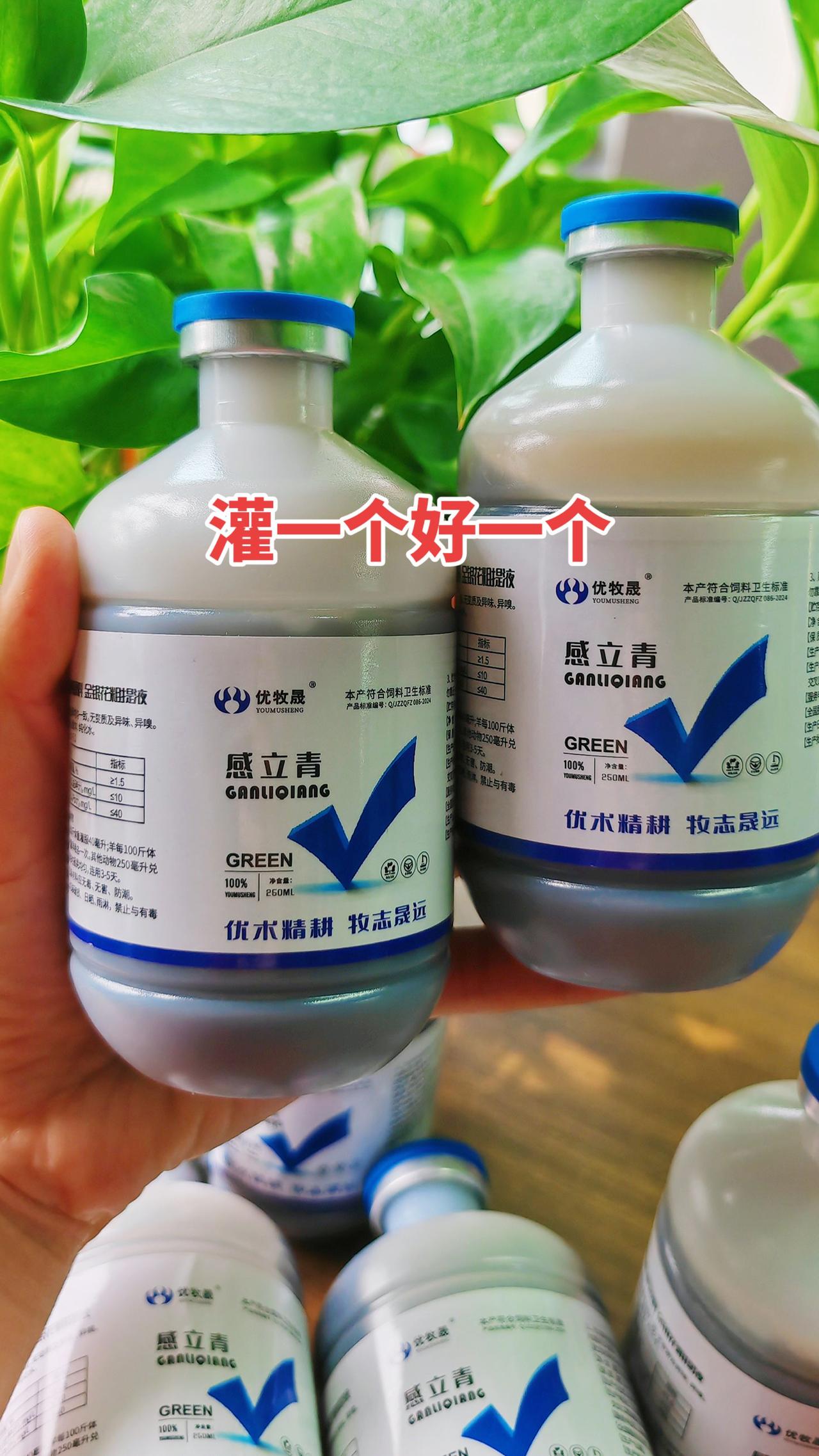 养羊人农村养羊牛羊养殖