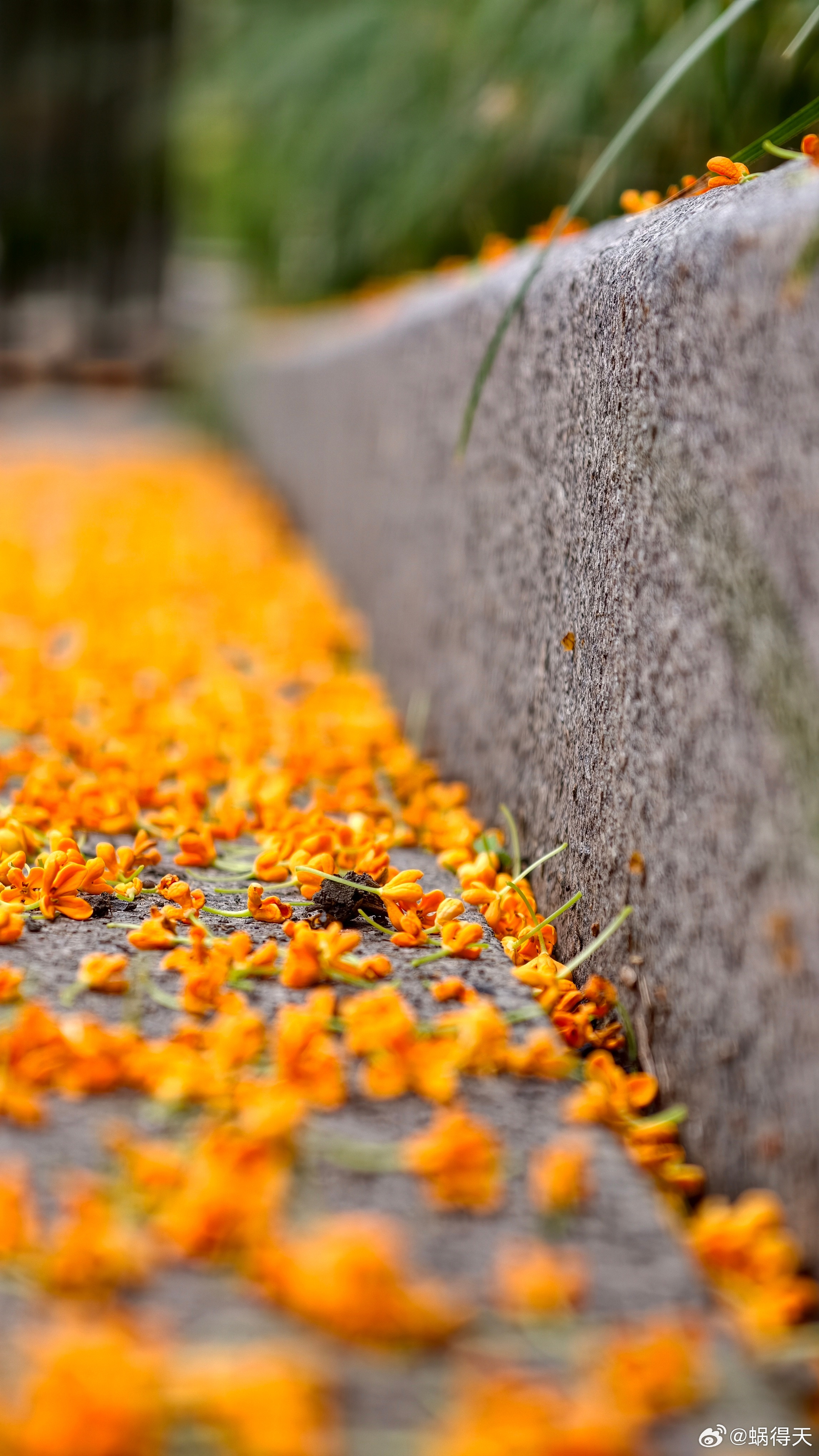 零落成泥碾作尘桂花蜗的摄影日记​​​