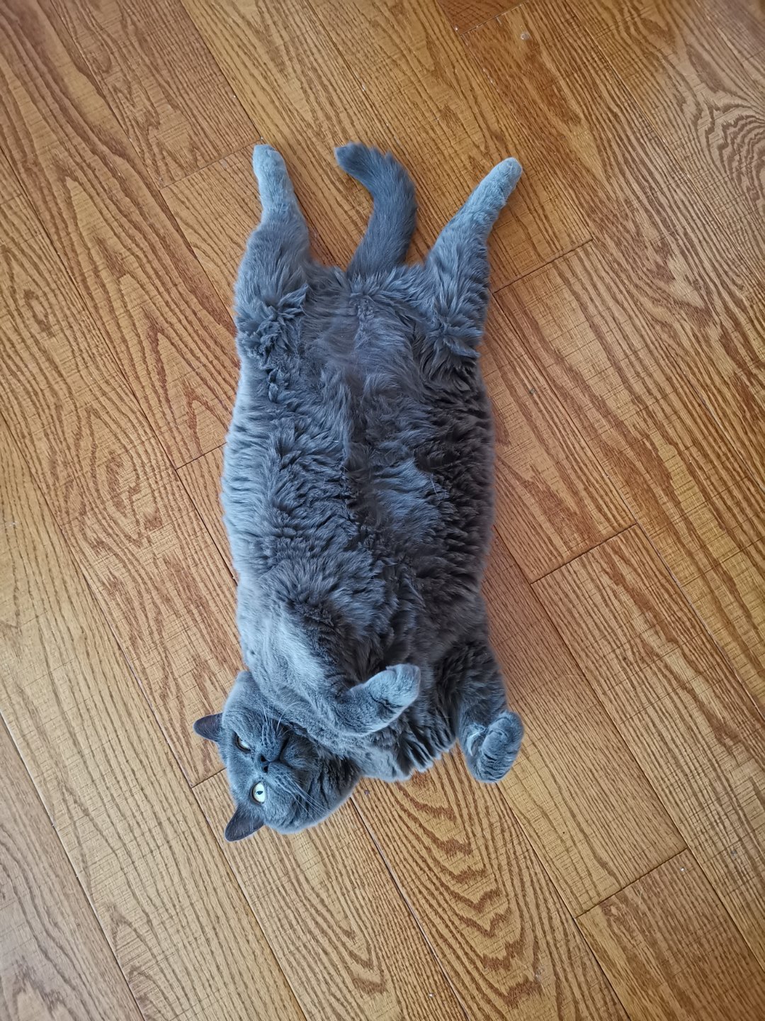 知道为啥叫蓝猫了吧，不同光线下拍出来颜色差别就这么大
