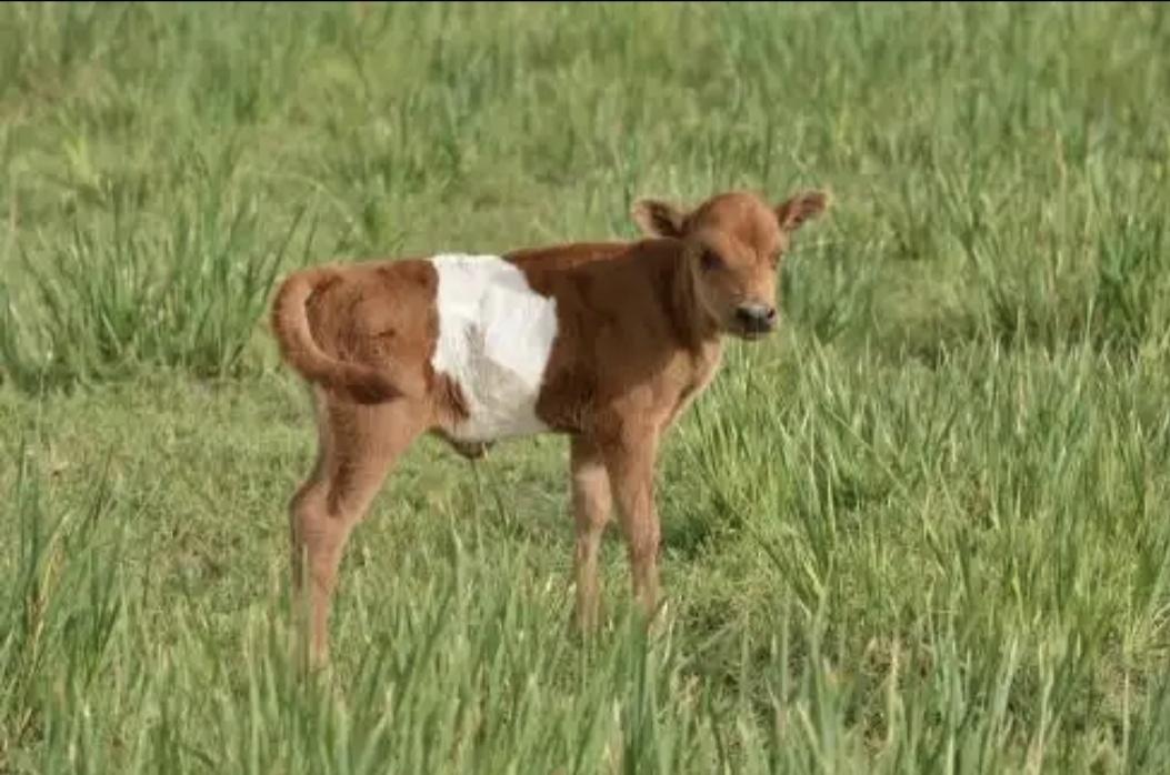 泪目！内蒙古，一男子去屠宰场买牛肉时，意外发现角落里有只小牛在不断颤抖，眼睛里全