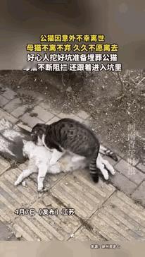 破防了！公猫惨死车库，母猫拼死阻拦埋葬，跳坑相守不肯走，万物皆有灵😭真的