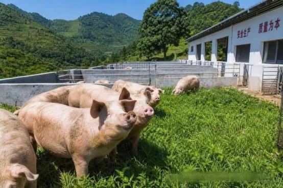 很多人问，猪肉为啥没以前好吃了，中国农科院教授对此表示：猪肉好不好吃，与吃的饲料