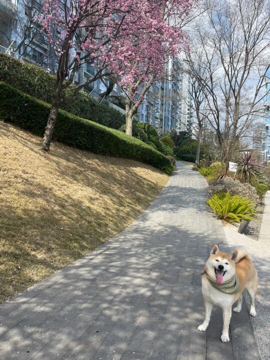 我出去沾花惹草啦！