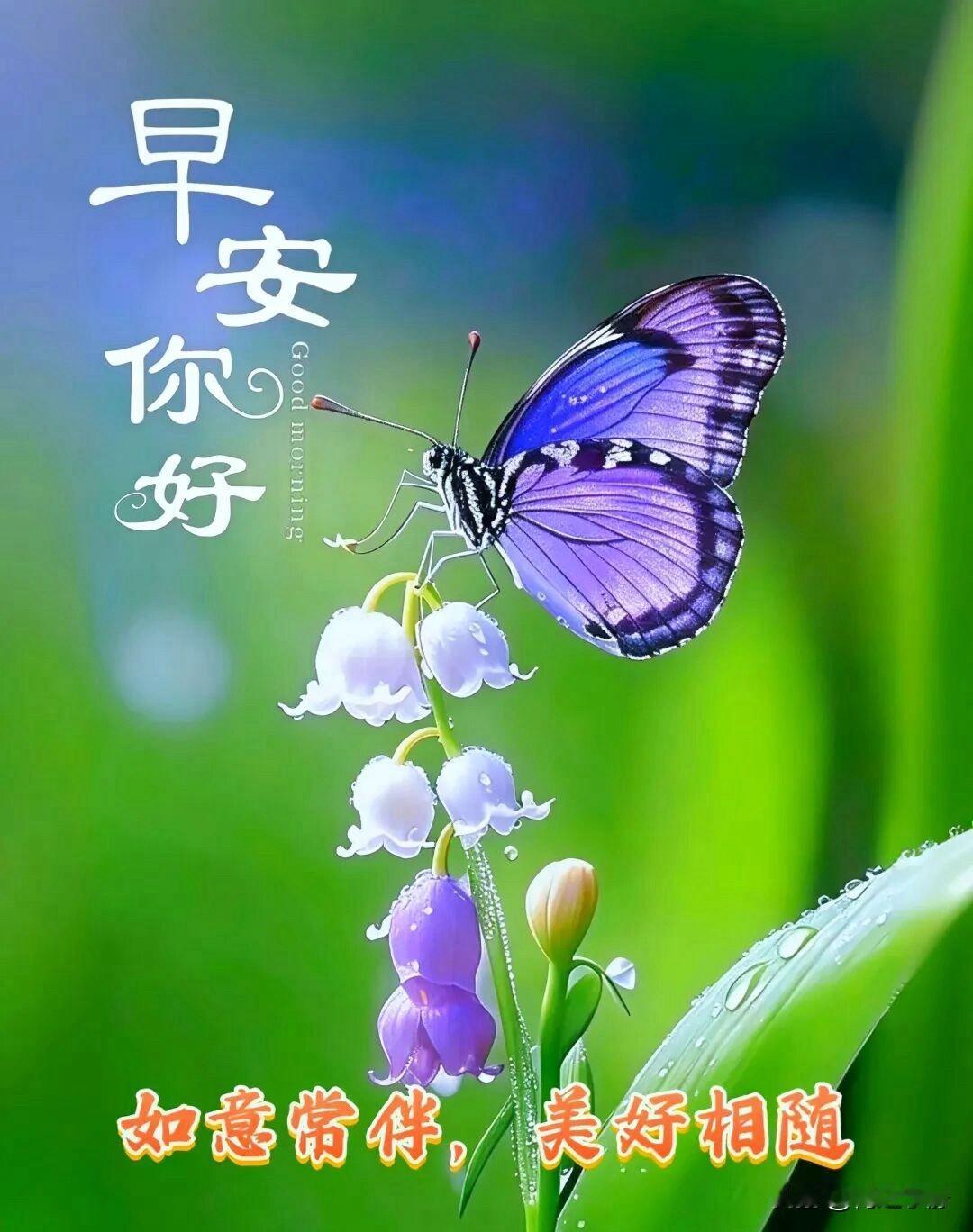 🍂²⁰²⁶/₀₉.₀₈ᵕ̈秋晨清凉｜早安☕️🍒🍑🐎朝光轻落，风染秋