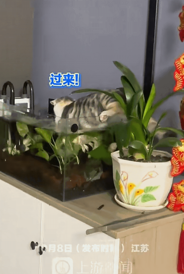江苏有个网友李丫丫，她家那只狸花猫，有一天，也不知道是哪根筋搭错了，非得去抓鱼缸