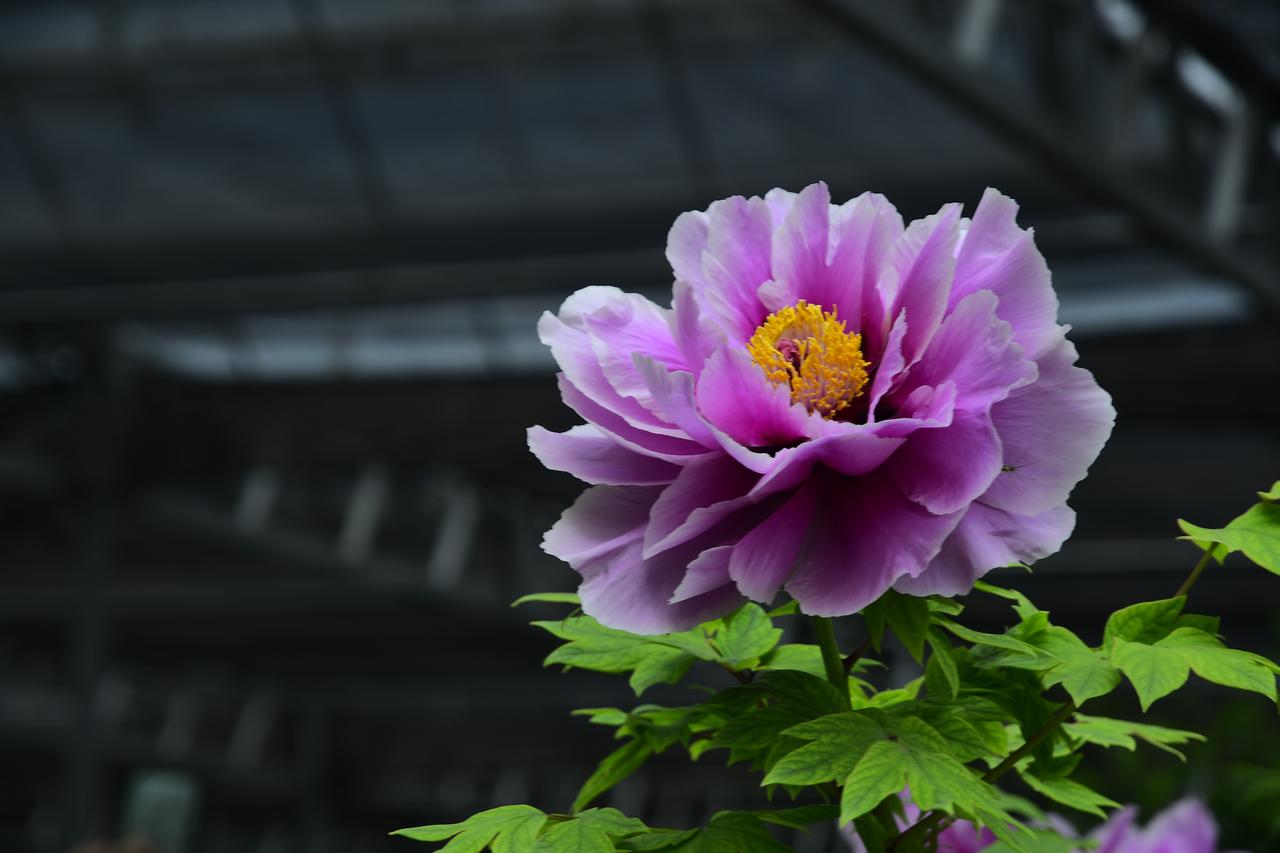 洛阳牡丹花天下，名不虚传！洛阳旅行第一站应天门。第二天我们就去看牡丹。因为已经