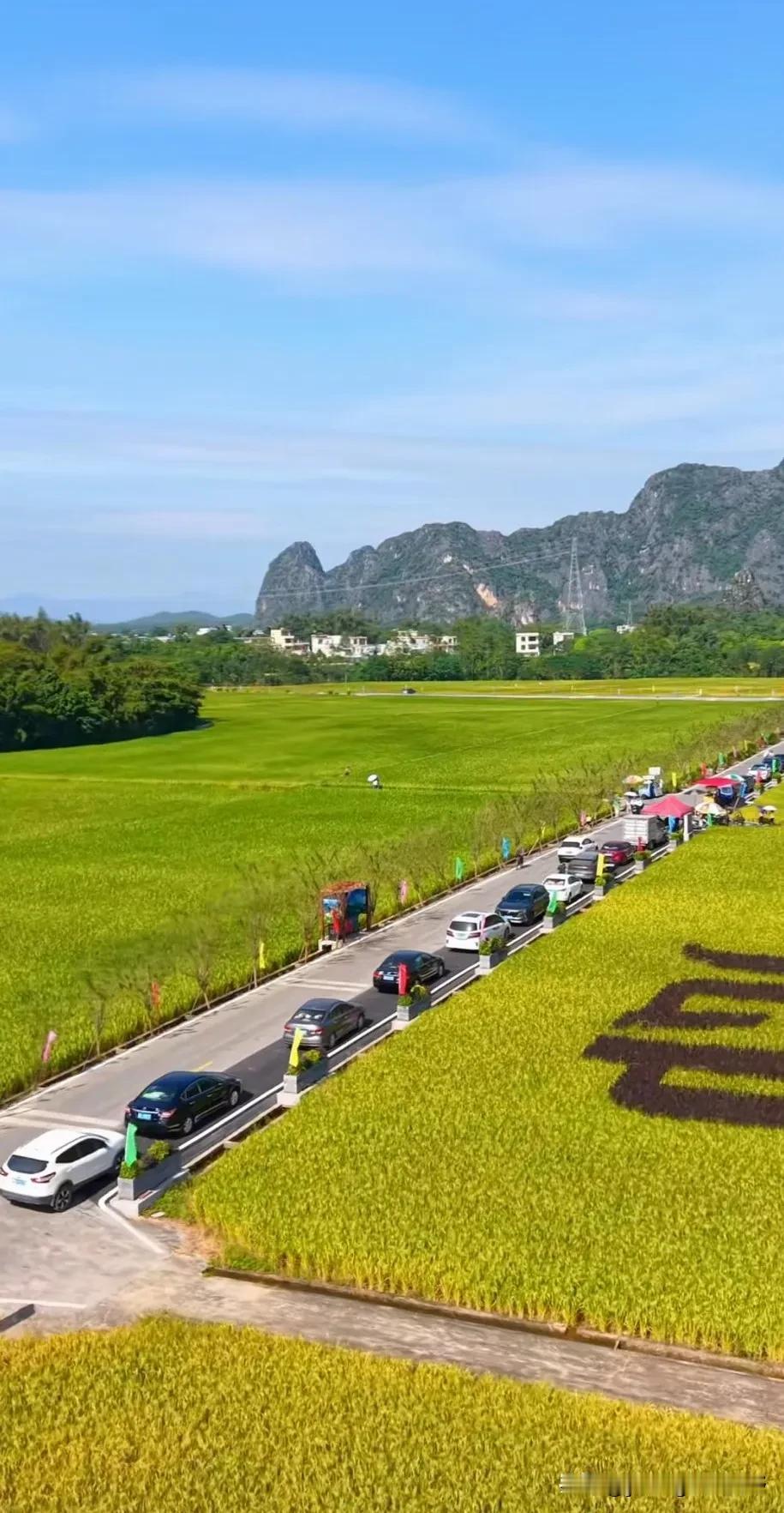 在阳春春湾竟然有这么一大片漂亮的稻田风光呢。这里好像是叫做春湾山水画廊，月初在这