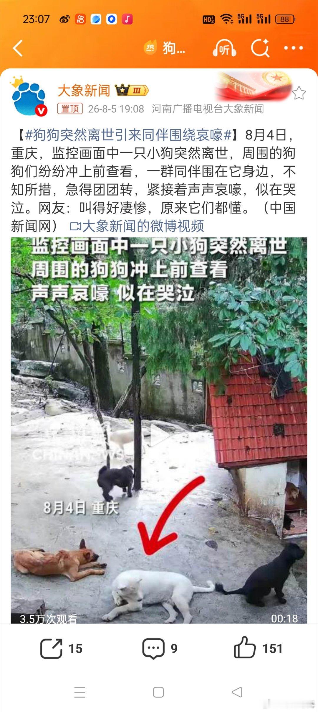 狗狗突然离世引来同伴围绕哀嚎这真的太感人了，狗狗真的是很有灵性的动物他们很多行为