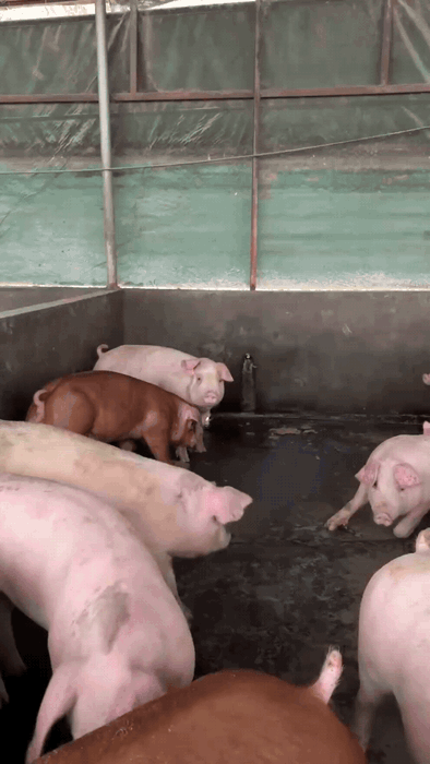 养猪最高境界！随叫随到的乖猪猪，这养殖幸福感直接拉满💯养猪人记录养殖生活点滴