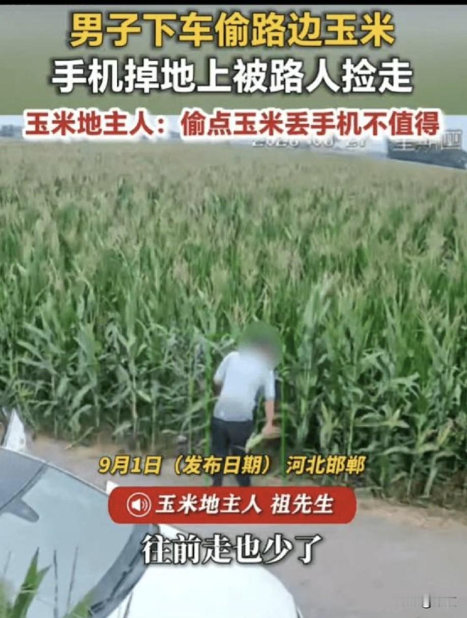 近日，河北邯郸一男子开车路过玉米地时，他将车停下，下车，直奔玉米地。咔嚓咔嚓掰