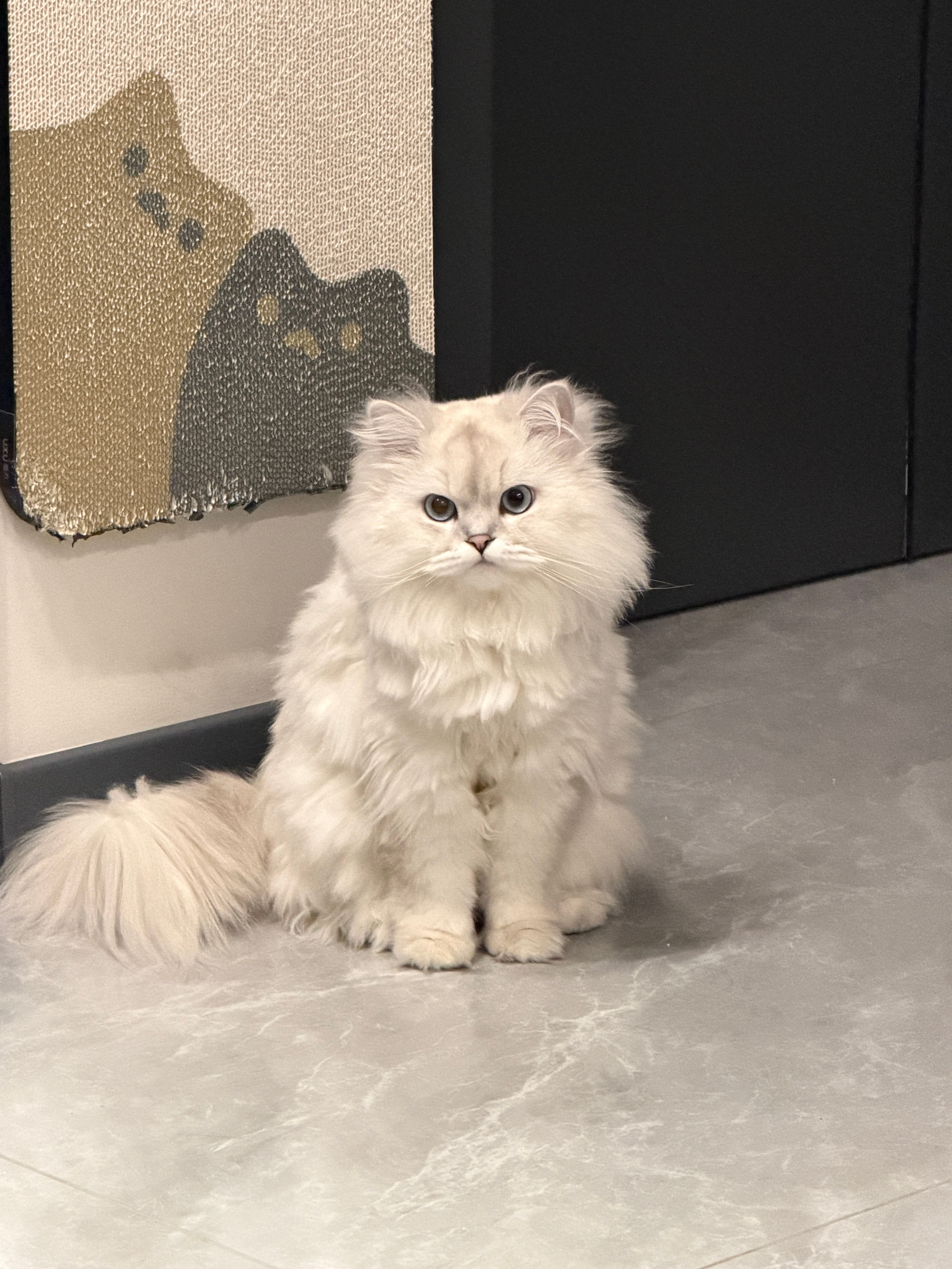 我精心修剪之后的小猫。​​​