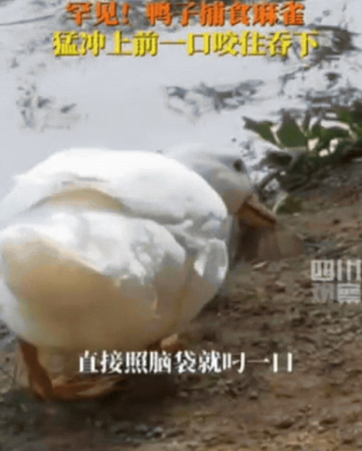 这下解释不清了！”内蒙古呼和浩特，男子在公园发现一群麻雀，正准备拿手机拍，不料，