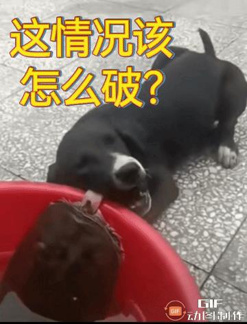 这情况还该怎么破？上个厕所的时间，回来就发现汪星人跟甲鱼“杠上了”！我真是欲哭