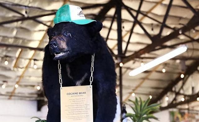 1985年，毒贩桑顿飞机失事，1500万美元的可卡因掉进森林，然后，一只黑熊把它