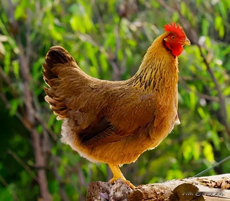 属鸡人的优点、缺点分别是什么？世间万人，各有性格。十二生肖，各有风骨。