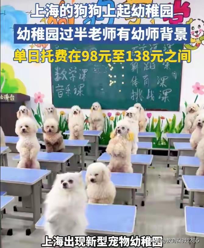 上海有了狗狗幼稚园，不是人不如狗，是人心需要安放，狗狗单日托费98-138元，月