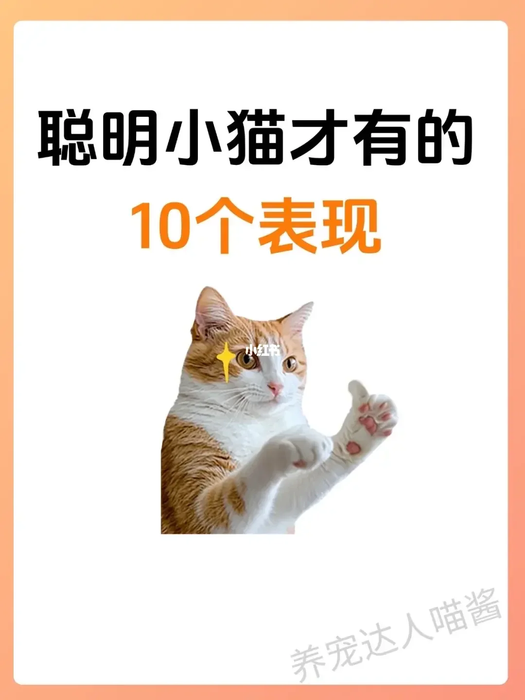 聪明小猫才有的 10 个表现，你家猫有吗？