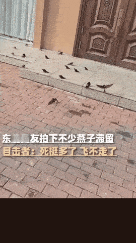 “这下真的解释不清了!”黑龙江五常,天气越来越冷了,女子却发现自家门口聚了一堆