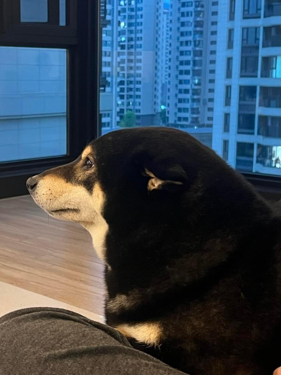 狗狗cos海豹​​​