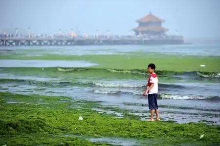 王铎：浒苔入侵青岛前海朋友们，今年青岛的浒苔入侵前海，已经呈现央央之势，席卷
