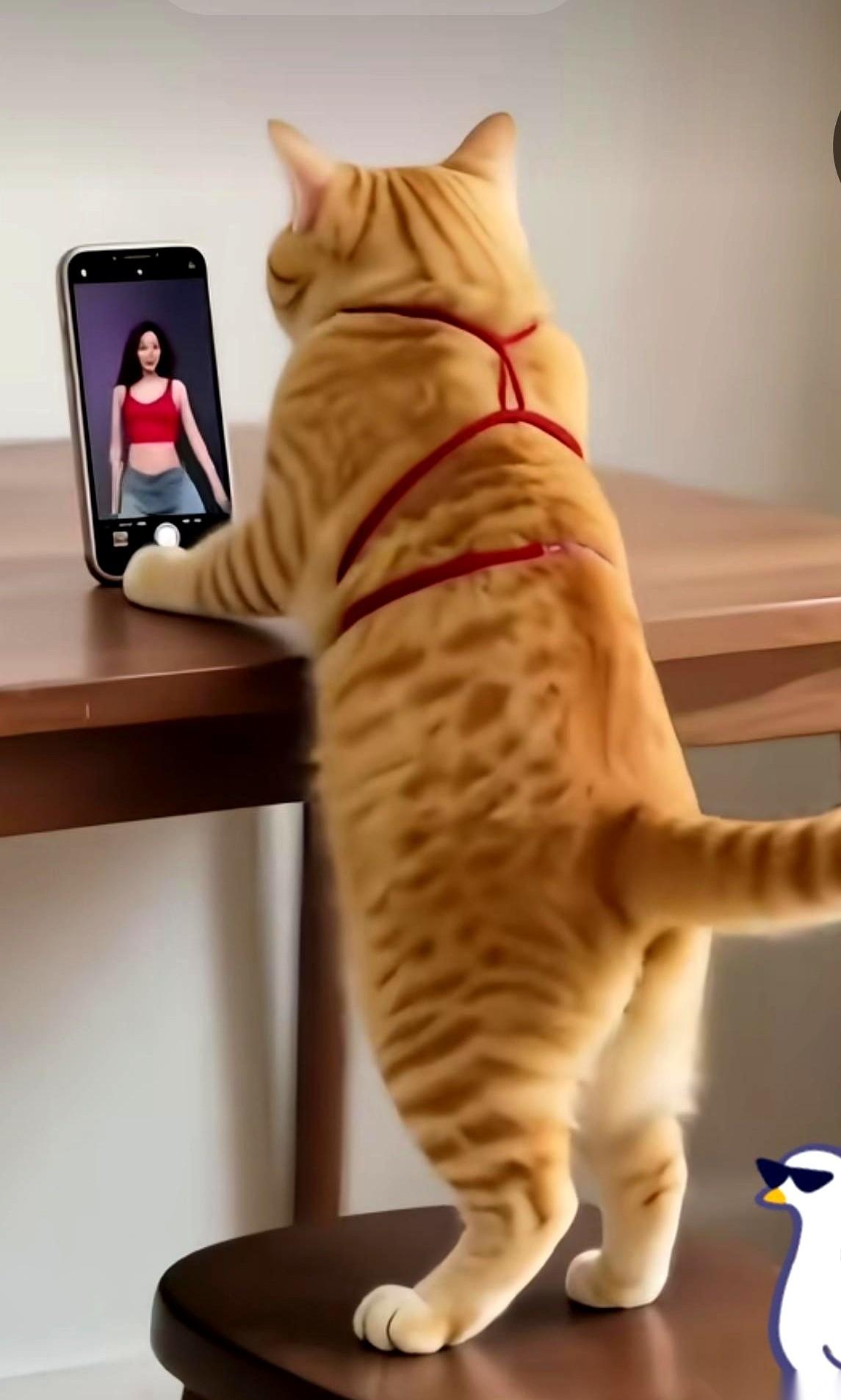 完了，我感觉我在家里的审美地位，不保了。就上了个厕所的功夫。回来就看见这家伙