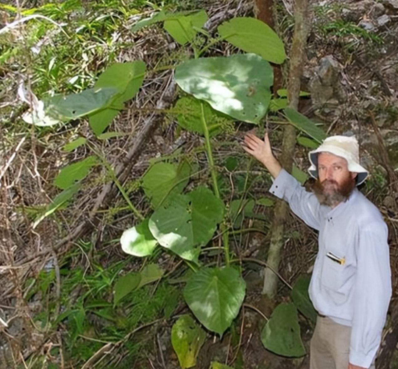 1941年，一个美国士兵吃坏肚子后，在丛林中上厕所时，随手摘了几片树叶擦屁股，可