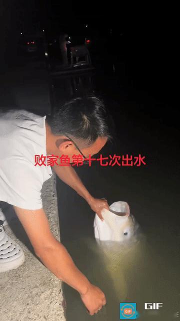 这还真是吃里扒外！浙江，一家休闲钓鱼园为了招揽顾客，特意投放了一条六十多斤的巨型