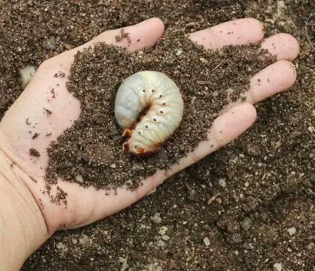 蛴螬在菜园、果园的危害特征+简易防治方法——一、危害特征1. 地下危