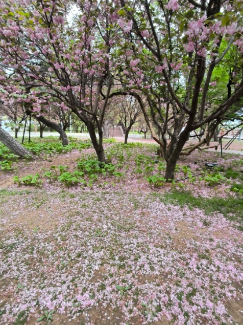 今天早晨听到婆婆的敲门声，她问我们怎么还不起床，上学要迟到了，我睁开眼睛看到外面