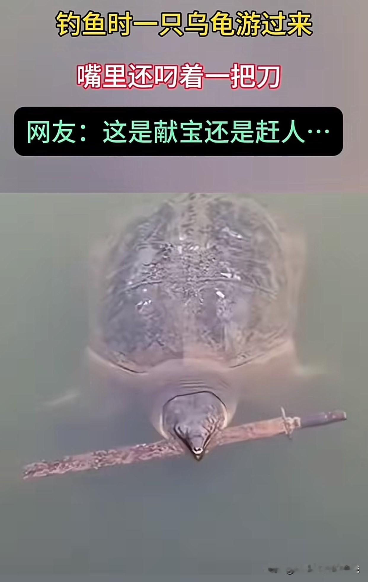“这真解释不清了！”最近广东有个哥们去钓鱼，居然碰到一只甲鱼叼着把生锈的短剑朝他