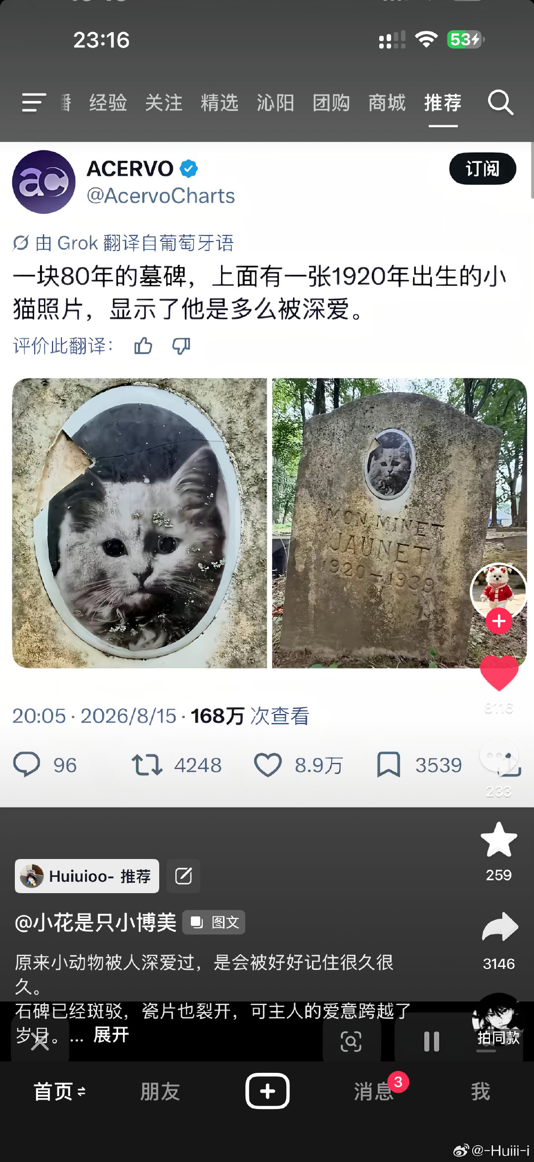 哎每次刷到小猫这样我心里就可难受我就在想我路虎等以后不在了我得多难过​