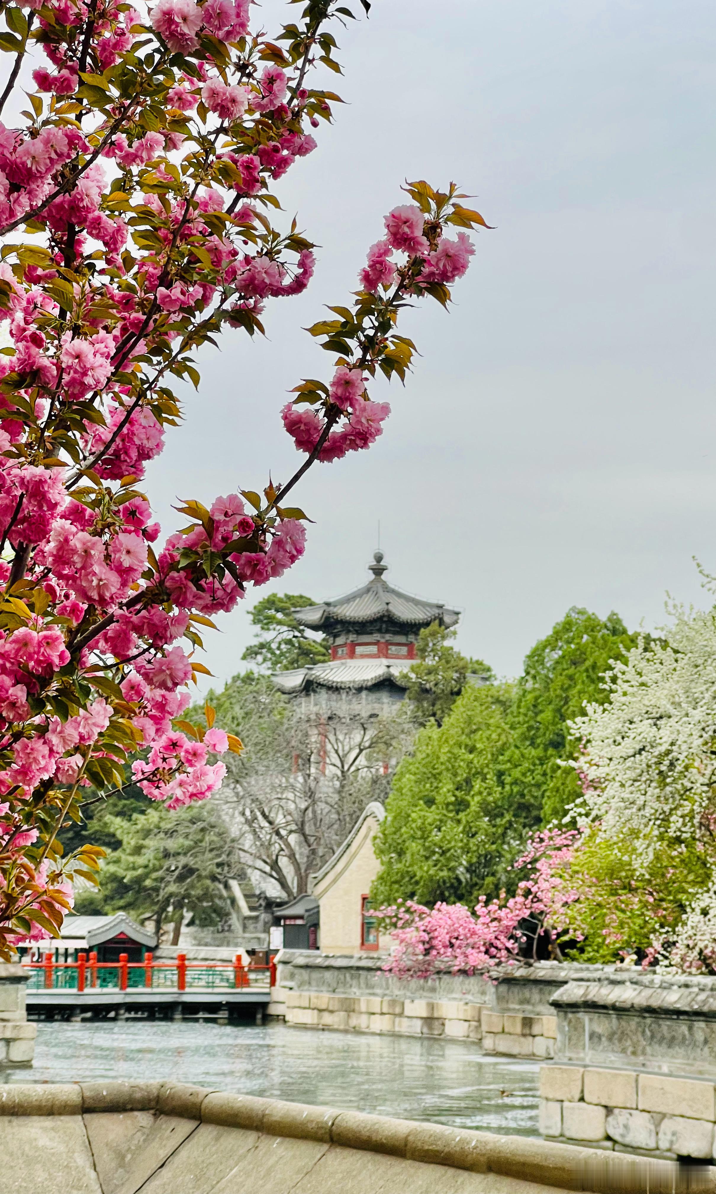 颐和园 荇桥畔 樱花开摄影北京春日氛围感